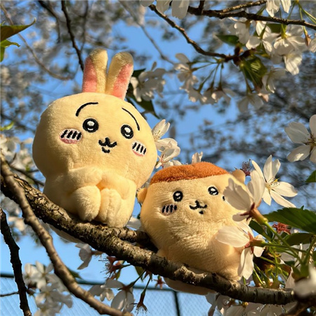宠物医生入学知识